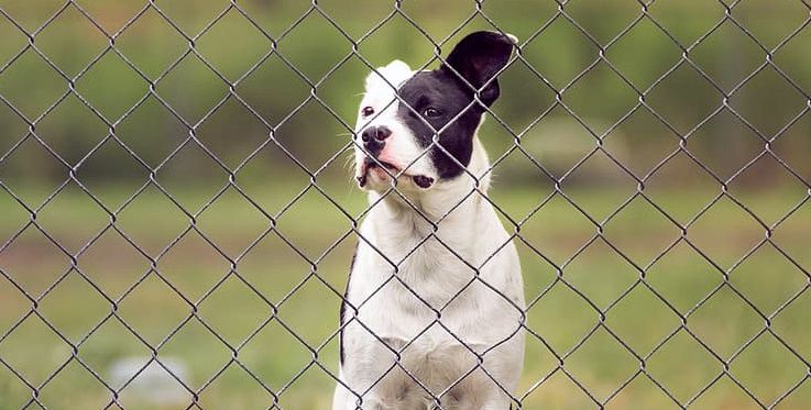 chain link fence for dogs