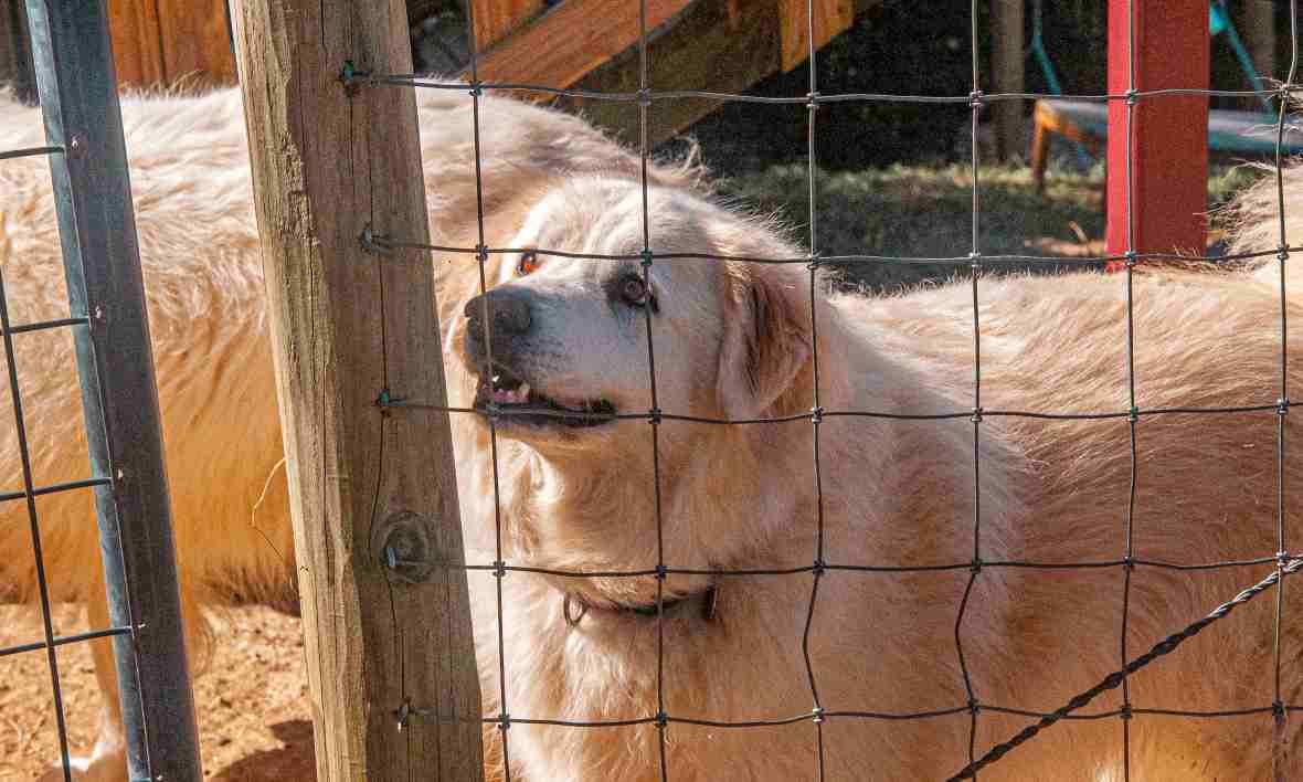 types of fences for dogs