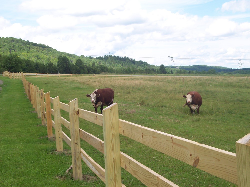 Image of cattle behind bars